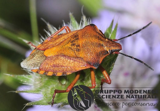 Carpocoris mediterraneus mediterraneus