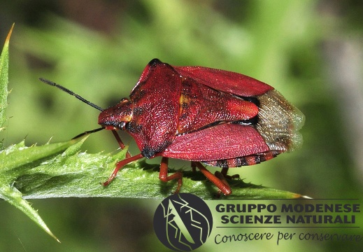 Carpocoris mediterraneus mediterraneus