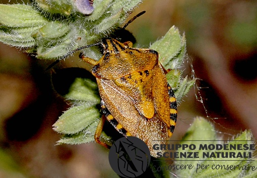 Carpocoris pudicus