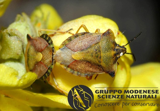 Carpocoris purpureipennis