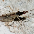 DIcyphus errans