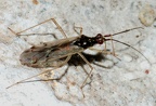 DIcyphus errans