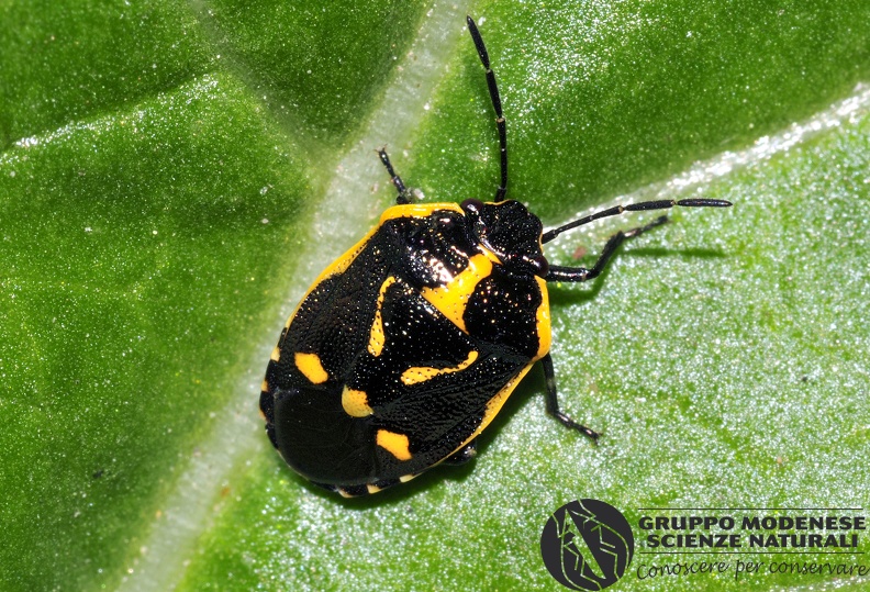 GMEDE0042.JPG