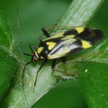 Grypocoris sexguttatus