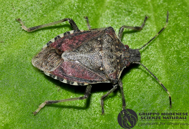 ORDINE: HEMIPTERA - HETEROPTERA - Cimici, ecc.
FAMIGLIA: PENTATOMIDAE
NOME SCIENTIFICO: Halymorpha hays
DATA E LOCALITÁ: 26/02/2016, Sassuolo, MO
COMMENTO: GMEDE0055.JPG