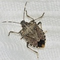 Halymorpha hays