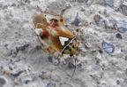 Lygus pratensis