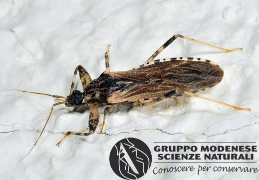 Oncocephalus squalidus