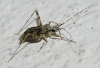Phytocoris tiliae