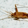 Phytocoris varipes