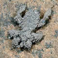 Reduvius personatus