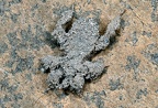 Reduvius personatus