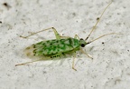 Reuteria marqueti