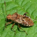 Rhopalus subrufus