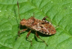 Rhopalus subrufus