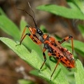 Rhynocoris iracundus