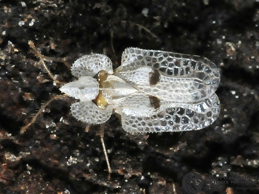 Corythucha Ciliata