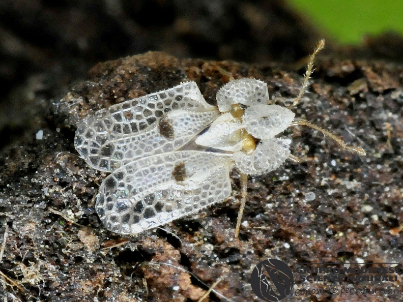 Corythucha ciliata