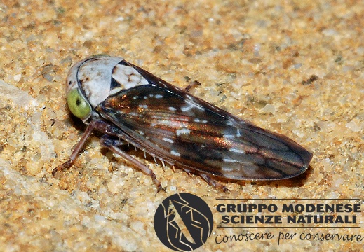 Homoptera