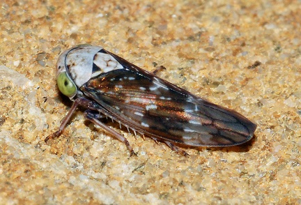 Acericerus ribaudi -- 

ORDINE: HEMIPTERA - HOMOPTERA

FAMIGLIA: CICADELLIDAE

NOME SCIENTIFICO: Acericerus ribaudi

DATA E LOCALITÁ: 25/08/2011, Cisana, Toano, RE

COMMENTO: 