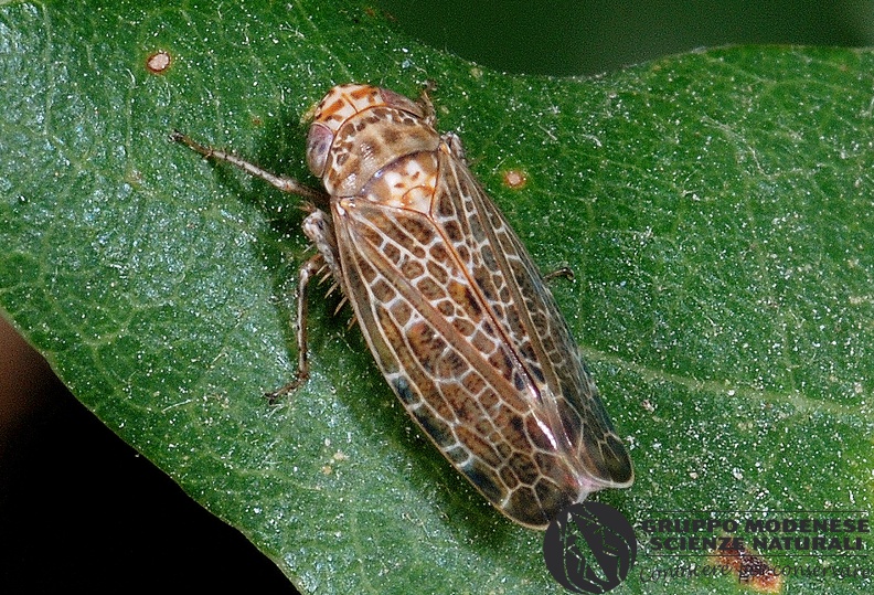 ORDINE: HEMIPTERA - HOMOPTERA
FAMIGLIA: CICADELLIDAE
NOME SCIENTIFICO: Allygidius furcatus cfr
DATA E LOCALITÁ: 08/08/2012, Fiume Dolo, Cerredolo, Toano, RE
COMMENTO: GMEDO0011.JPG
