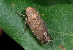 Allygidius furcatus cfr