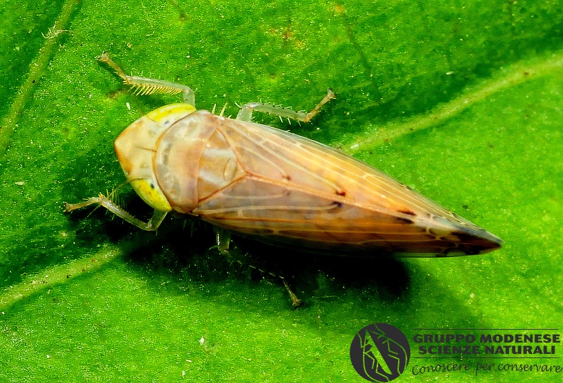 ORDINE: HEMIPTERA - HOMOPTERA
FAMIGLIA: CICADELLIDAE
NOME SCIENTIFICO: Synophopsis lauri
DATA E LOCALITÁ: 15/08/2015, Cisana, Toano, RE
COMMENTO: GMEDO0012.JPG
