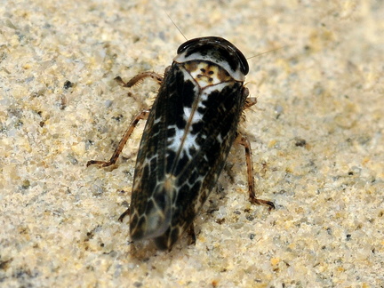 Allygus maculatus