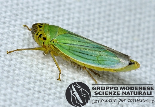 Cicadela viridis