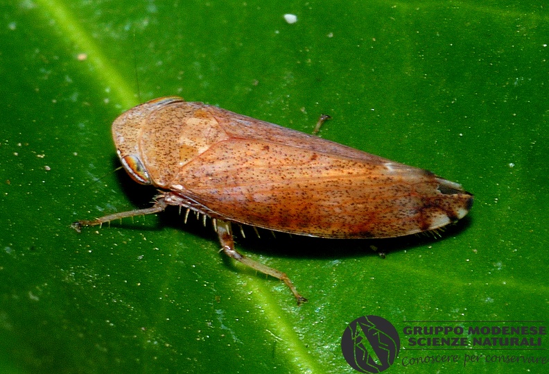 ORDINE: HEMIPTERA - HOMOPTERA
FAMIGLIA: CICADELLIDAE
NOME SCIENTIFICO: Fieberiella florii
DATA E LOCALITÁ: 31/08/2012, Toano, RE
COMMENTO: GMEDO0039.JPG