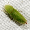 Glossocratus flaveolatus
