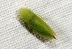 Glossocratus flaveolatus