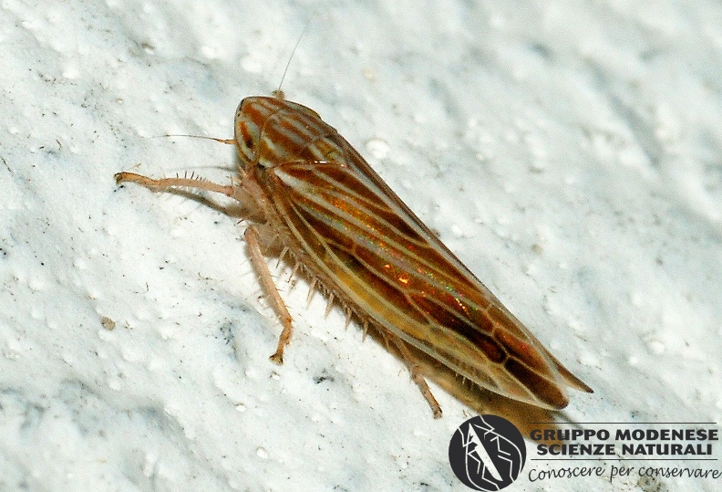 ORDINE: HEMIPTERA - HOMOPTERA
FAMIGLIA: CICADELLIDAE
NOME SCIENTIFICO: Mocydia crocea
DATA E LOCALITÁ: 18/07/2012, Cisana, Toano, RE
COMMENTO: GMEDO0058.JPG