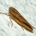 Mocydia crocea