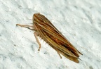 Mocydia crocea
