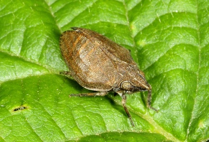 Mycterodus cuniceps -- 

ORDINE: HEMIPTERA - HOMOPTERA

FAMIGLIA: ISSIDAE

NOME SCIENTIFICO: Mycterodus cuniceps

DATA E LOCALITÁ: 27/06/2014, Cisana, Toano, RE

COMMENTO: 
