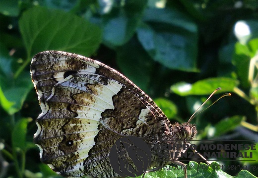 Brintesia circe
(Fabricius, 1775)