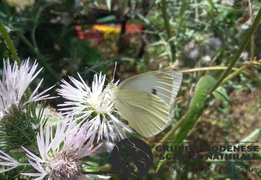 Pieris rapae
(Linnaeus, 1758) ♀