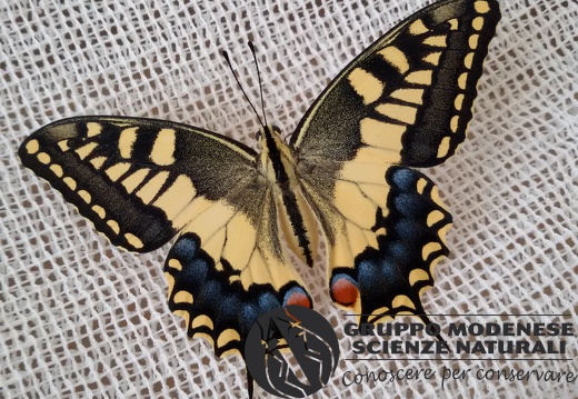 Papilio machaon ♀
Linnaeus, 1758 
