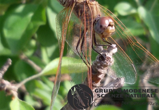 Sympetrum sanguineum
(Müller, 1764)