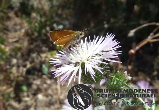 Thymelicus acteon ♀
(Rottemburg 1775)