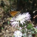 Thymelicus acteon ♀
(Rottemburg 1775)