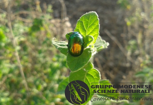 Gastrophysa viridula
(De Geer, 1775)