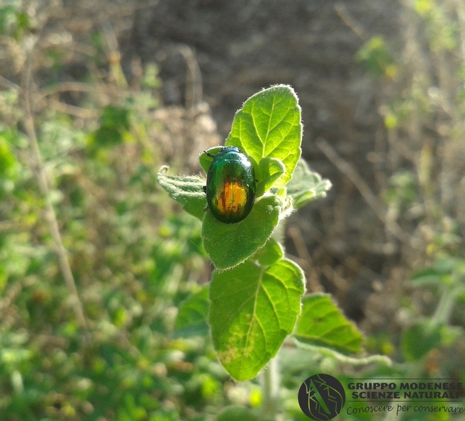 ORDINE: Coleoptera
FAMIGLIA: Chrysomelidae
NOME SCIENTIFICO: Gastrophysa viridula
(De Geer, 1775)
DATA E LOCALITÁ: 25.4.2014 Sicilia
contrada Bochini
Avola (SR)
COMMENTO: CCANC0008.jpg