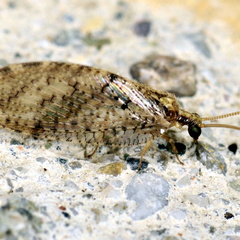 Hemerobius lutescens