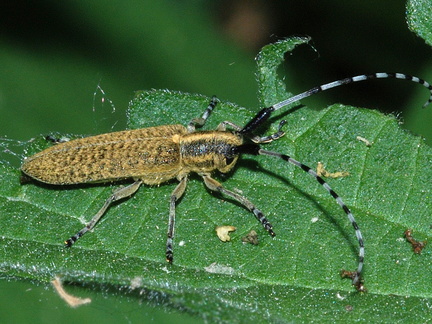 Agapanthia villosoviridescens