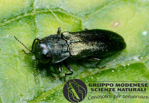 Agrilus viridis Cfr.