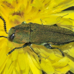 Antaxia hungarica