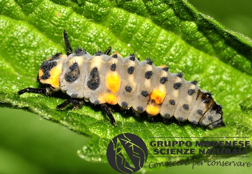 Coccinella septepunctata-Larva