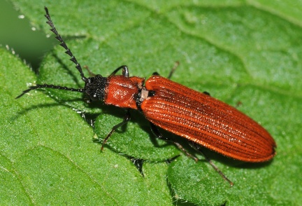 Denticollis rubens -- 

ORDINE: COLEOPTERA

FAMIGLIA: ELATERIDAE

CENERE e SPECIE: Denticollis rubens

DATA e LOCALITA: 12/06/2010 - Faeto, Serramazzoni, MO

: 